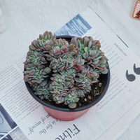 5'' Echeveria Eagle Claw Crested, Rare Live Succulent Plants