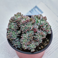 5'' Echeveria Eagle Claw Crested, Rare Live Succulent Plants