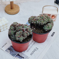 5'' Echeveria Eagle Claw Crested, Rare Live Succulent Plants