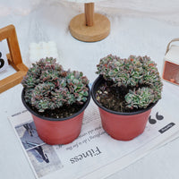 5'' Echeveria Eagle Claw Crested, Rare Live Succulent Plants
