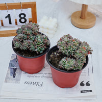 5'' Echeveria Eagle Claw Crested, Rare Live Succulent Plants