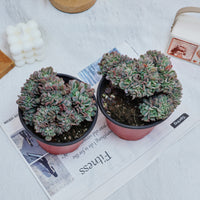 5'' Echeveria Eagle Claw Crested, Rare Live Succulent Plants