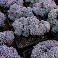 5'' Phyllobolus Resurgens Crested, Rare Live Succulent Plants