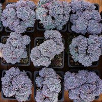 5'' Phyllobolus Resurgens Crested, Rare Live Succulent Plants