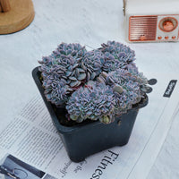 5'' Phyllobolus Resurgens Crested, Rare Live Succulent Plants
