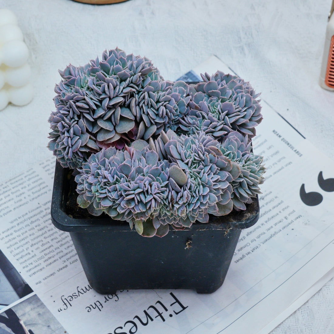 5'' Phyllobolus Resurgens Crested, Rare Live Succulent Plants