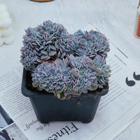 5'' Phyllobolus Resurgens Crested, Rare Live Succulent Plants