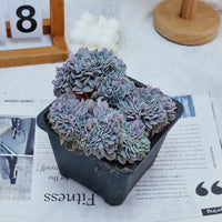 5'' Phyllobolus Resurgens Crested, Rare Live Succulent Plants