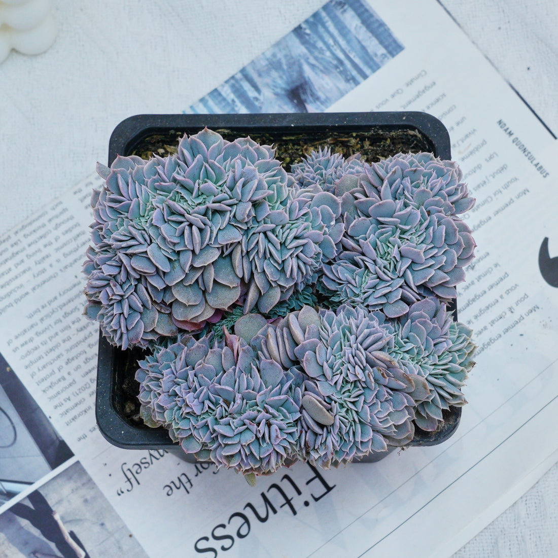 5'' Phyllobolus Resurgens Crested, Rare Live Succulent Plants