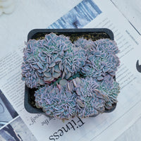 5'' Phyllobolus Resurgens Crested, Rare Live Succulent Plants