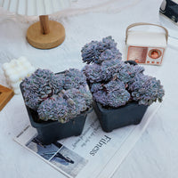 5'' Phyllobolus Resurgens Crested, Rare Live Succulent Plants