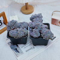 5'' Phyllobolus Resurgens Crested, Rare Live Succulent Plants