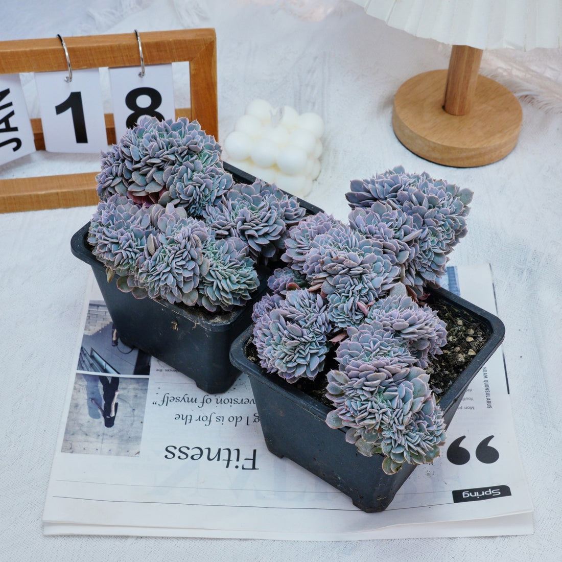 5'' Phyllobolus Resurgens Crested, Rare Live Succulent Plants