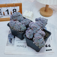 5'' Phyllobolus Resurgens Crested, Rare Live Succulent Plants