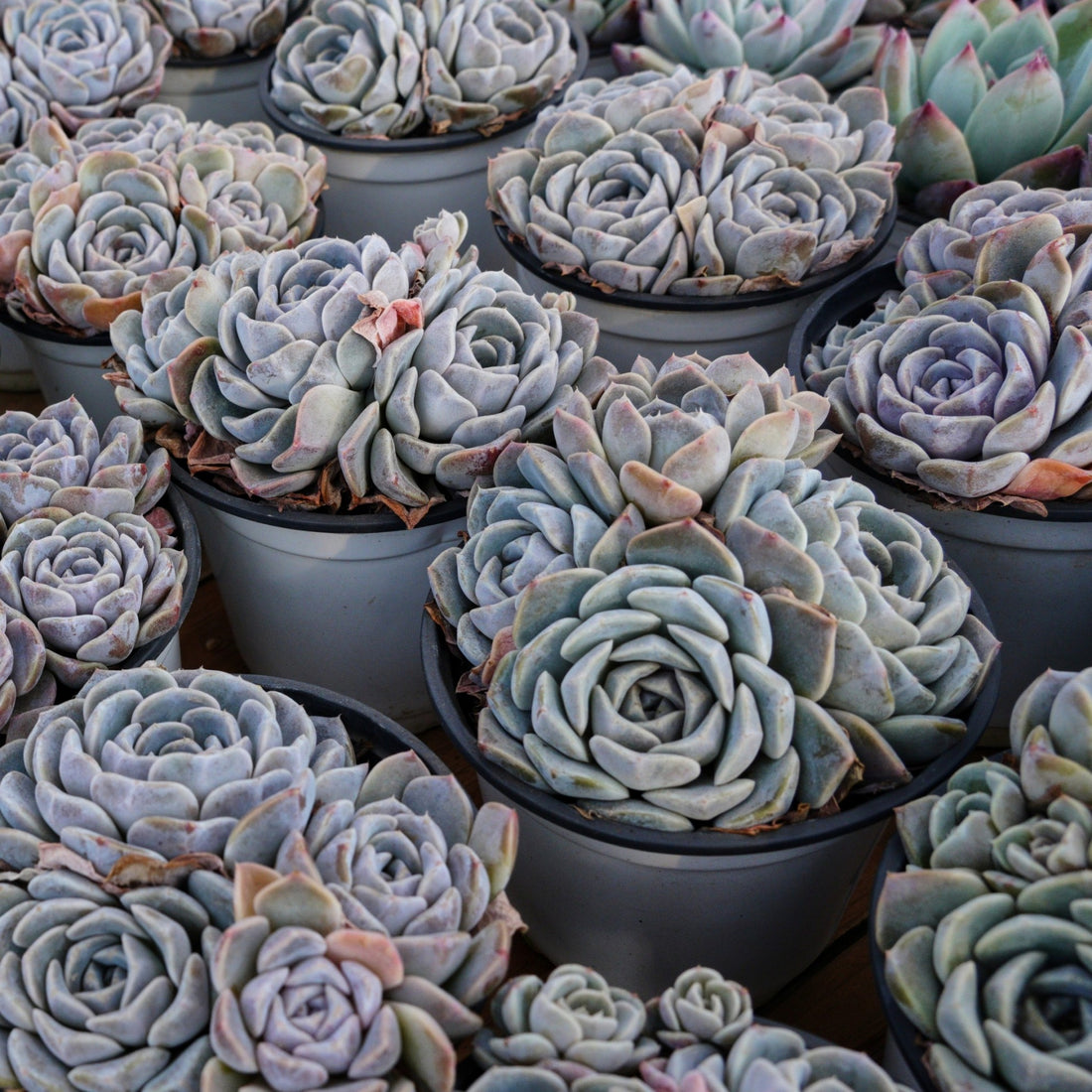 5'' Echeveria Tagged, Rare Live Succulent Plants