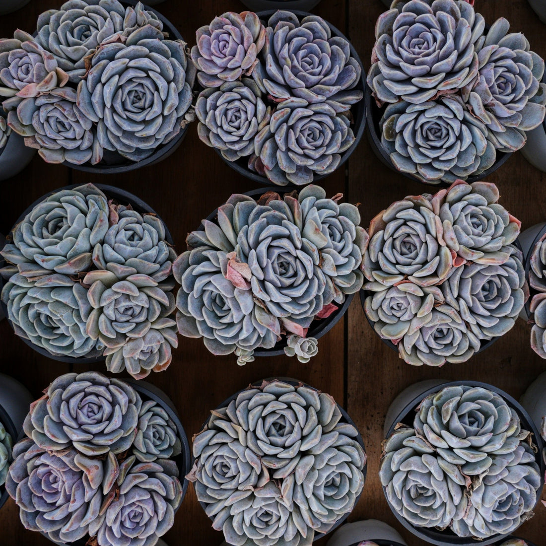 5'' Echeveria Tagged, Rare Live Succulent Plants