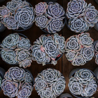 5'' Echeveria Tagged, Rare Live Succulent Plants