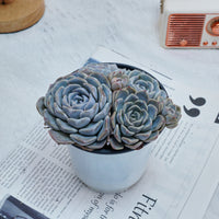5'' Echeveria Tagged, Rare Live Succulent Plants