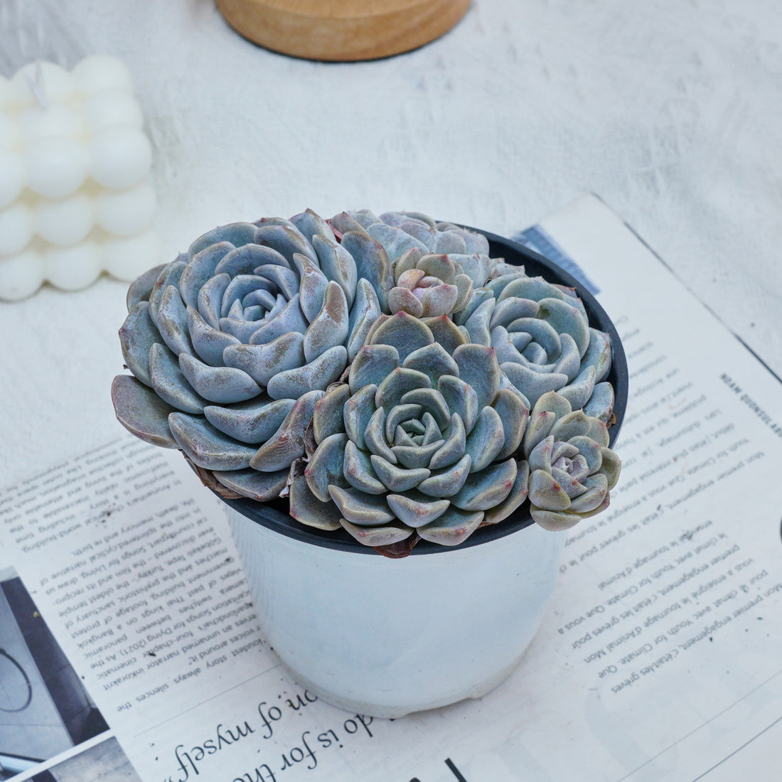 5'' Echeveria Tagged, Rare Live Succulent Plants