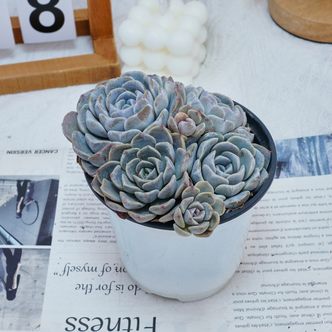 5'' Echeveria Tagged, Rare Live Succulent Plants