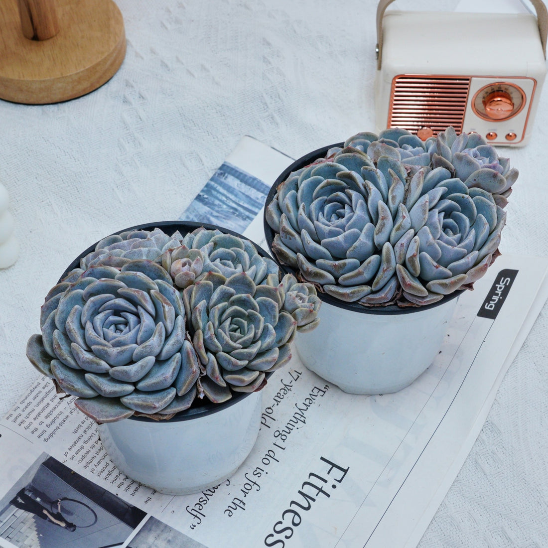 5'' Echeveria Tagged, Rare Live Succulent Plants