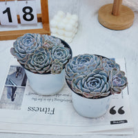 5'' Echeveria Tagged, Rare Live Succulent Plants