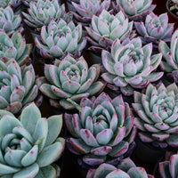 4'' Echeveria Colorata Brandtii, Rare Live Succulent Plants