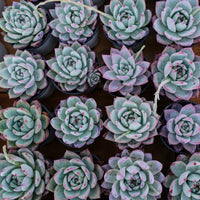 4'' Echeveria Colorata Brandtii, Rare Live Succulent Plants