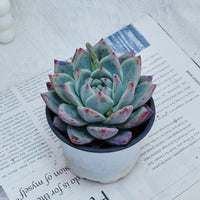 4'' Echeveria Colorata Brandtii, Rare Live Succulent Plants