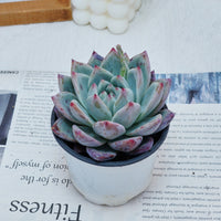 4'' Echeveria Colorata Brandtii, Rare Live Succulent Plants