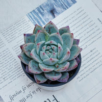 4'' Echeveria Colorata Brandtii, Rare Live Succulent Plants
