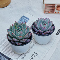 4'' Echeveria Colorata Brandtii, Rare Live Succulent Plants