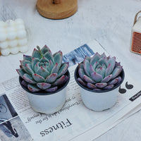 4'' Echeveria Colorata Brandtii, Rare Live Succulent Plants