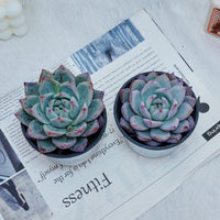 4'' Echeveria Colorata Brandtii, Rare Live Succulent Plants