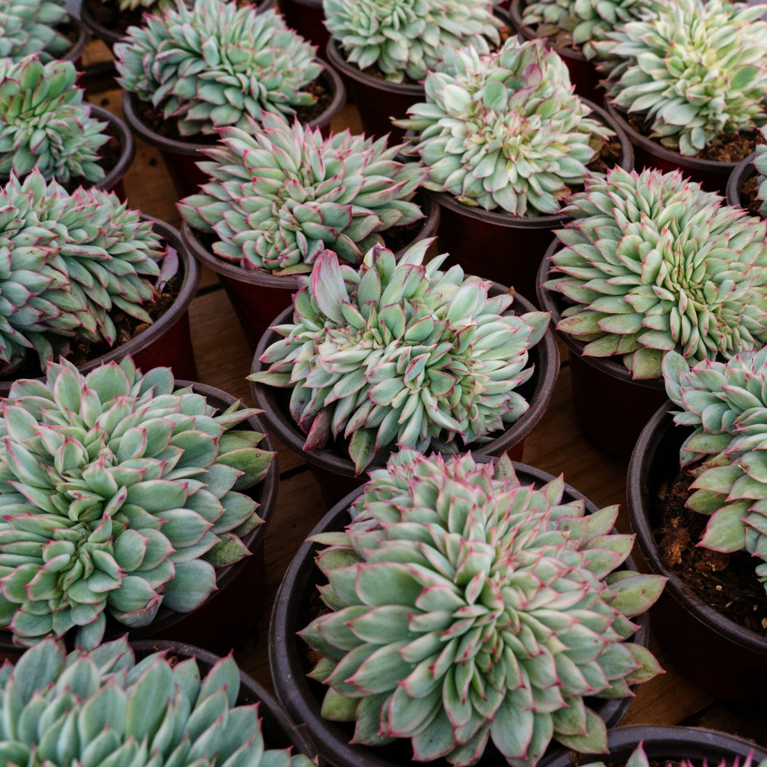 5'' Echeveria Moon Gatonis Variegated, Rare Live Succulent Plants