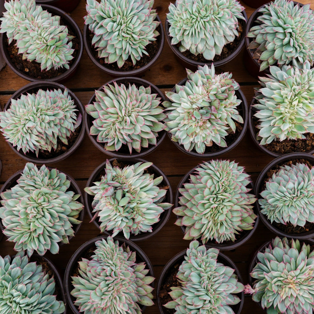 5'' Echeveria Moon Gatonis Variegated, Rare Live Succulent Plants