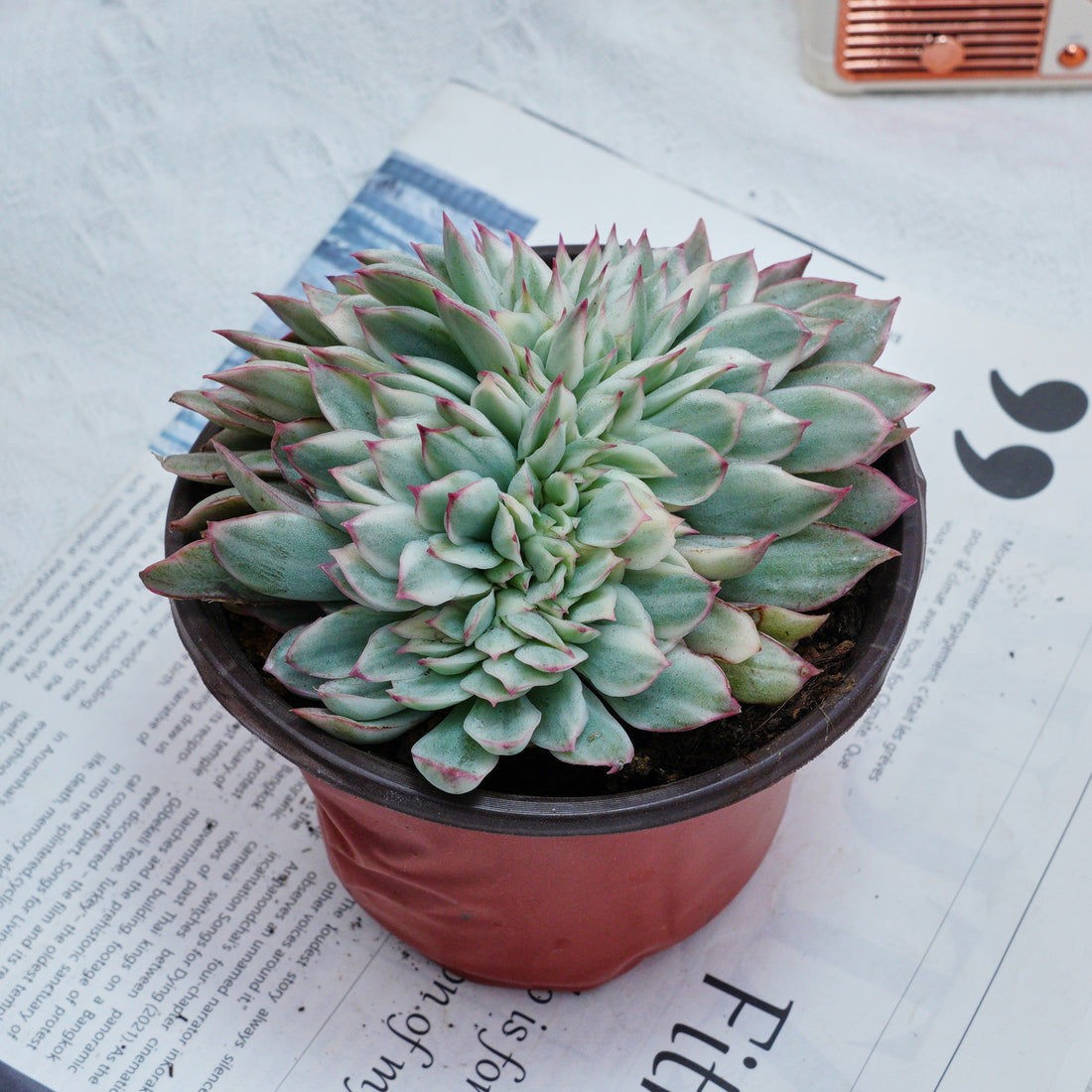 5'' Echeveria Moon Gatonis Variegated, Rare Live Succulent Plants