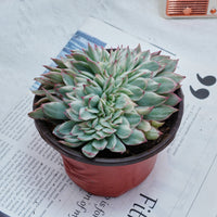 5'' Echeveria Moon Gatonis Variegated, Rare Live Succulent Plants