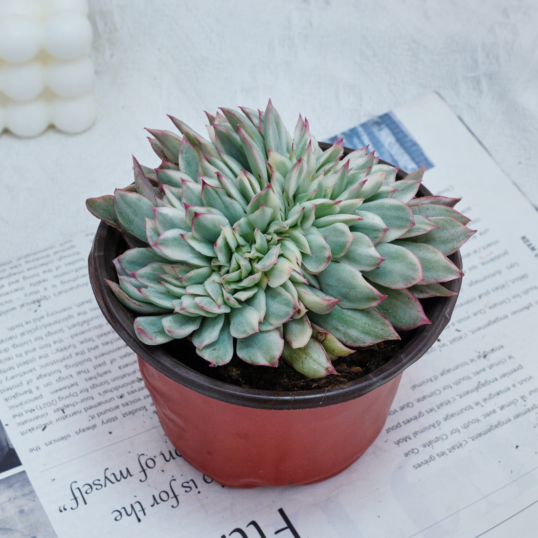 5'' Echeveria Moon Gatonis Variegated, Rare Live Succulent Plants