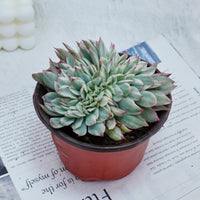 5'' Echeveria Moon Gatonis Variegated, Rare Live Succulent Plants