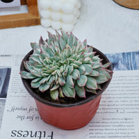5'' Echeveria Moon Gatonis Variegated, Rare Live Succulent Plants