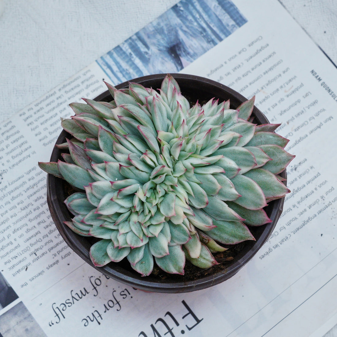 5'' Echeveria Moon Gatonis Variegated, Rare Live Succulent Plants