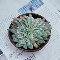 5'' Echeveria Moon Gatonis Variegated, Rare Live Succulent Plants