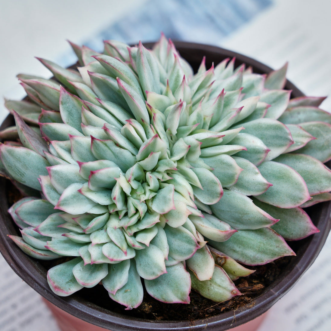 5'' Echeveria Moon Gatonis Variegated, Rare Live Succulent Plants