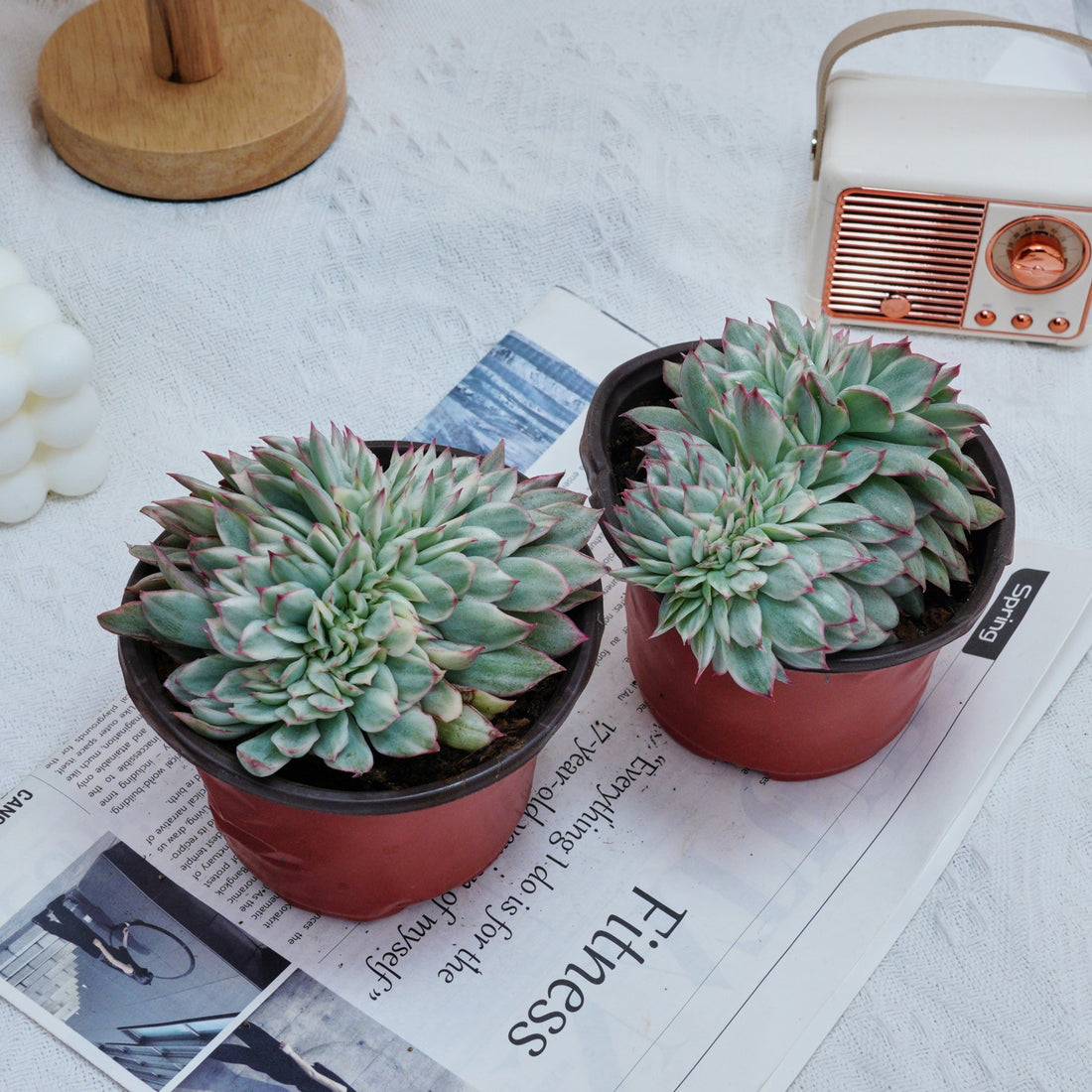 5'' Echeveria Moon Gatonis Variegated, Rare Live Succulent Plants