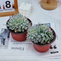 5'' Echeveria Moon Gatonis Variegated, Rare Live Succulent Plants