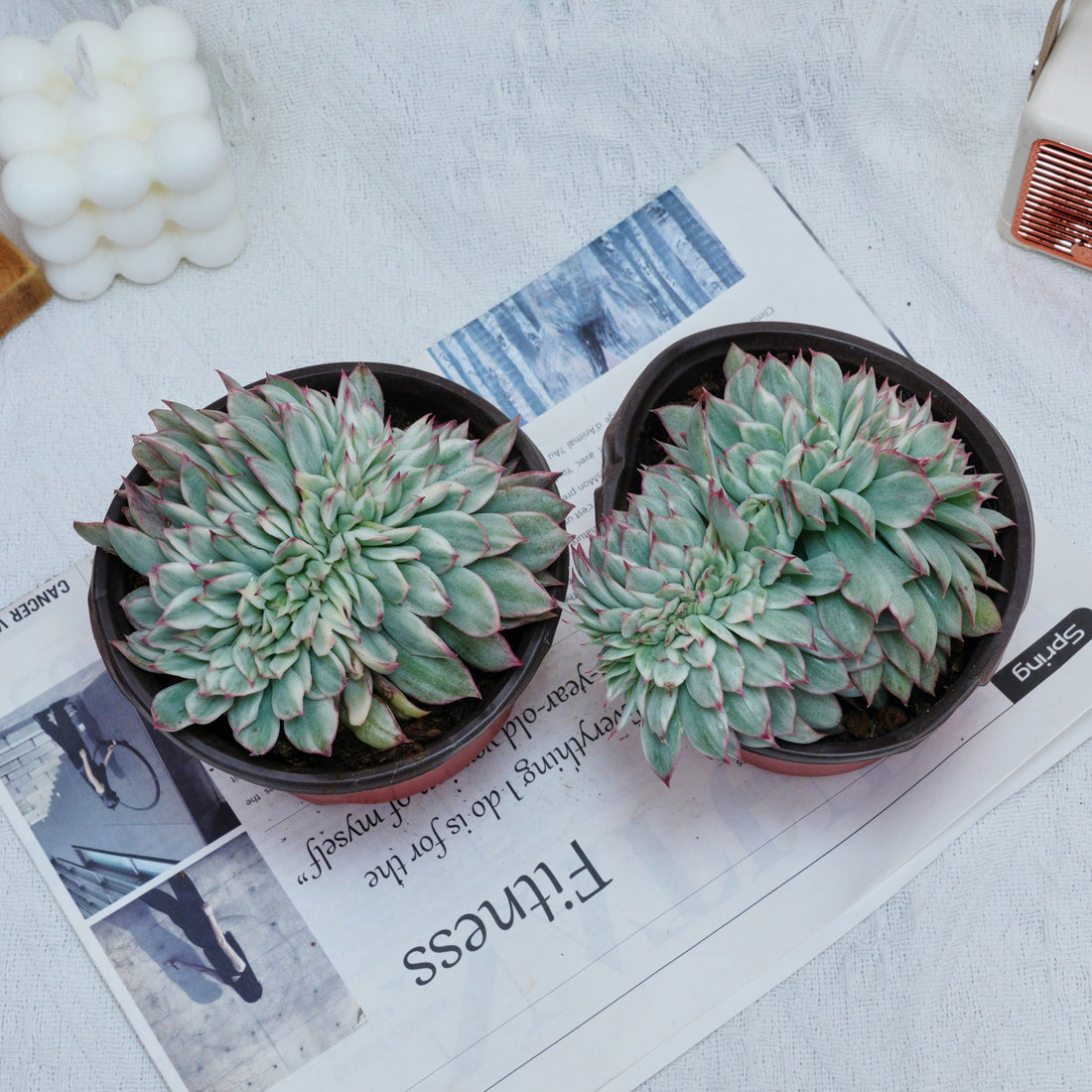 5'' Echeveria Moon Gatonis Variegated, Rare Live Succulent Plants