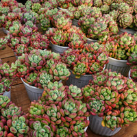 5'' Echeveria Tom Cat, Rare Live Succulent Plants