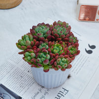 5'' Echeveria Tom Cat, Rare Live Succulent Plants