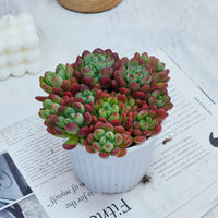 5'' Echeveria Tom Cat, Rare Live Succulent Plants